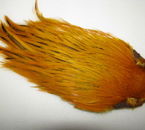 ������ ������ indian cape badger gold sunburst